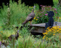 WildGardenTurkey2