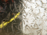 Zooplankton (Oceans Network Canada/Flickr)