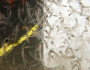 Zooplankton (Oceans Network Canada/Flickr)