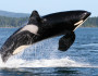 orca