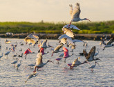 Flock of white ibis and roseate spoonbills Photo: Galveston.com