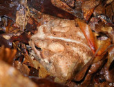 American toads use the leaf litter to hide and hibernate.