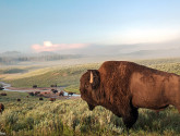A bison surveys the herd from a ridge in Yellowstone's Hayden Valley.
