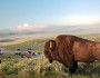 A bison surveys the herd from a ridge in Yellowstone's Hayden Valley.