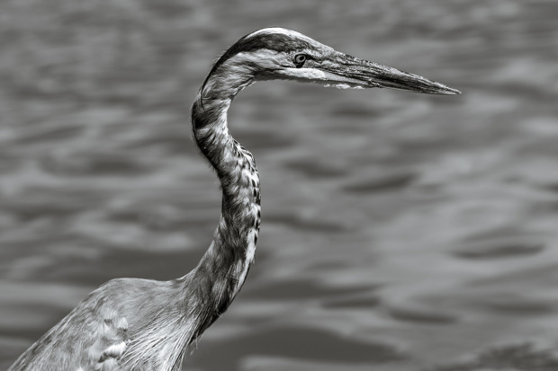 This great blue heron was patient with Avelino Maestas as he approached to within 10 feet in near a pond in Virginia. 