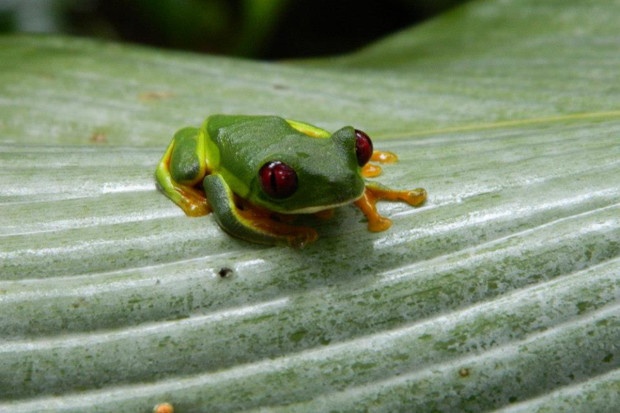 Frog_Costa_Rica-Dani_Tinker