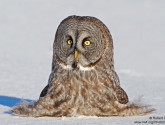Great Gray Owl