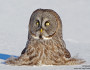 Great Gray Owl