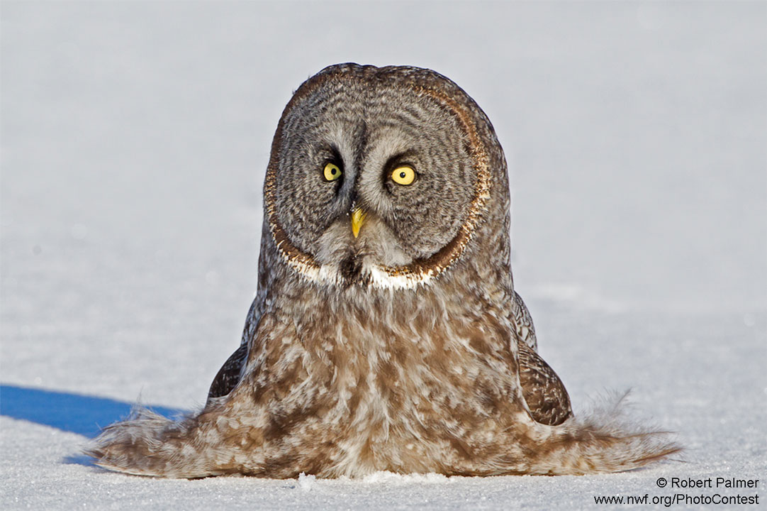 These Animals Don't Care That It's Freezing Outside - The National Wildlife  Federation Blog