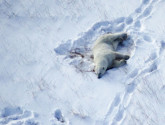 Photo by Larry Schweiger / NWF.