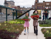 Students collect herbs on PS 41′s greenroof in Manhattan. Photo: Megan Westervelt