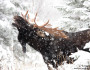 Moose in the Snow