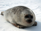 NOAA-Ringed_Seal