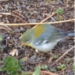 A migratory Northern Parula spotted on PS41’s green roof. Photo: Vicki Sando