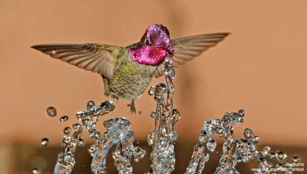 Anna's Hummingbird in Arizona by Jim Burns