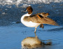 Pintail-Steve_Woodruff