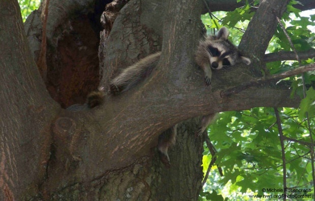 Raccoon in a Tree by Michele Rosencrans