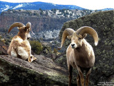 bighorn_sheep-Rio_Grande_Gorge-Phaedra_Greenwood