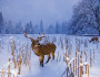 snow, snowflake, snowfall, deer