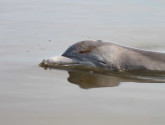 A dolphin is observed with oil on its skin on August 5, 2010, in Barataria Bay, La. Photo: Louisiana Department of Wildlife and Fisheries/Mandy Tumlin.