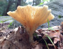 fungi