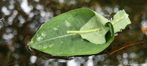 Float a boat made from a leaf