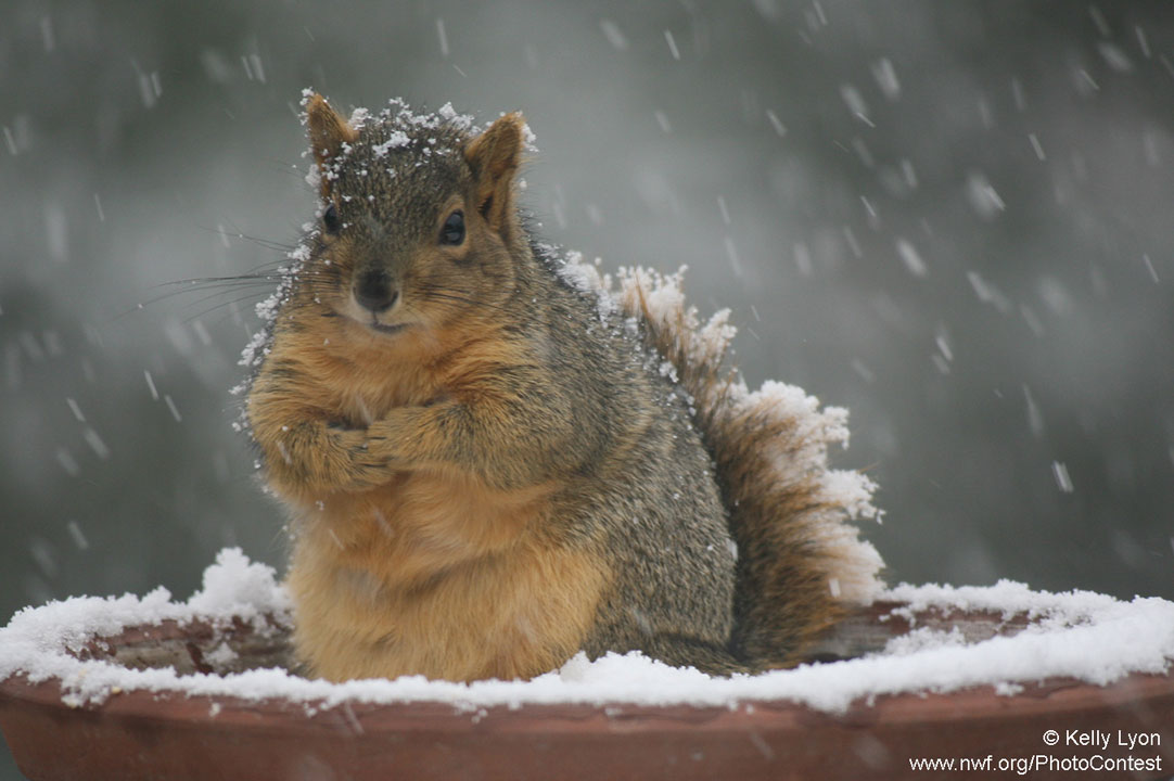 10 Nutty Facts to Make You Appreciate Squirrels • The National Wildlife