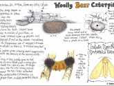 An example of what a nature journal can look like; but yours is all your own!