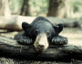 LA black bear