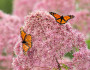 A pair of monarch butterflies in Rockland, Maine, fueling up for the trip south. Photo donated by National Wildlife Photo Contest entrant Gordon Brown.