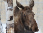 Moose_Doug_Brown_Flickr