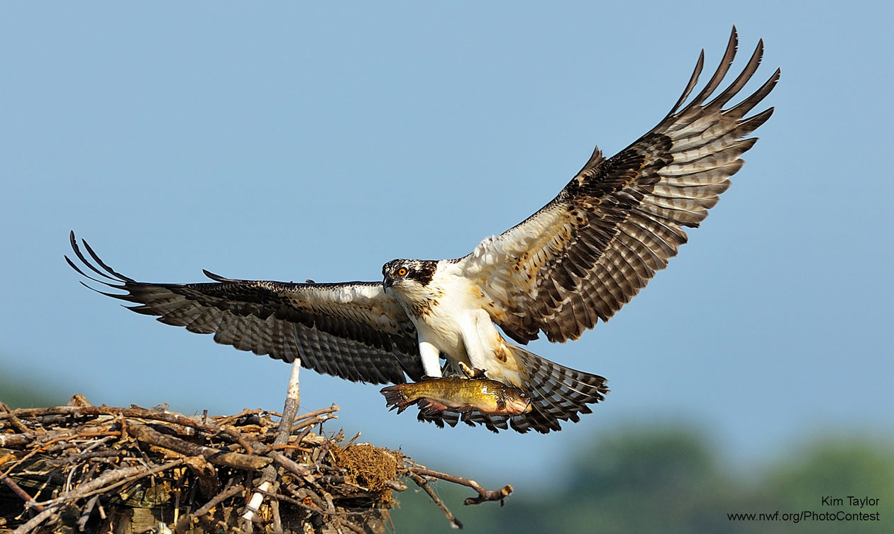 Is the Seahawk a Real Bird? - The National Wildlife Federation Blog