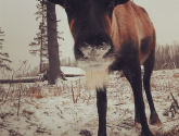 Reindeer at Santa's Village, NH