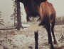 Reindeer at Santa's Village, NH