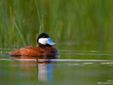 A ruddy duck in Henry’s Lake, Idaho. Photo by National Wildlife Photo Contest entrant John Gerlach.