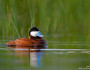 A ruddy duck in Henry’s Lake, Idaho. Photo by National Wildlife Photo Contest entrant John Gerlach.