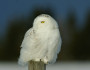 Snowy owl, like Hedwig, from National Wildlife Federation Photo Contest entrant Kim Leblanc.