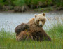 Coastal Brown Bear and Cubs