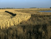 Field buffer of perennial grasses and forbs in MN. Courtesy of NRCS.