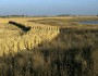 Field buffer of perennial grasses and forbs in MN. Courtesy of NRCS.