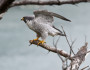 Peregrine Falcon, Flickr photo by USFWS