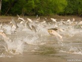Asian Carp
