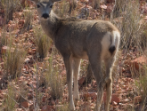 A mule deer in the Powder River Basin. Flickr photo by Kimon Berlin