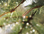 spruce tree