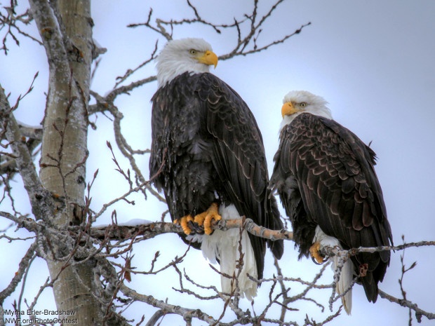 This photo of bald eagles was donated by National Wildlife Photo Contest entrant Myrna Erler-Bradshaw.