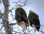 This photo of bald eagles was donated by National Wildlife Photo Contest entrant Myrna Erler-Bradshaw.