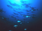 BluefinTuna_NOAA_FlickR