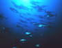 BluefinTuna_NOAA_FlickR
