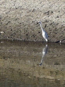California's record drought  is straining water sources for people & wildlife (Flickr's ah zut)