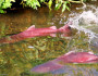 Photo donated by National Wildlife Photo Contest entrant Bruce Sink.